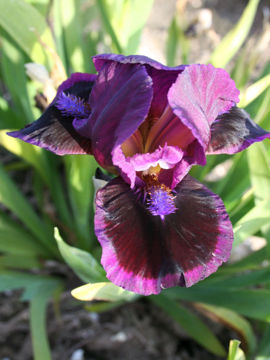 Toon details van Ksar Afbeeldingen van Ksar