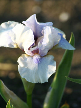 Toon details van Ciel Normand Afbeeldingen van Ciel Normand