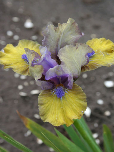 Afbeeldingen van Magnetic Storm