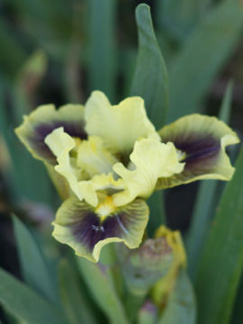 Toon details van Calamus Afbeeldingen van Calamus