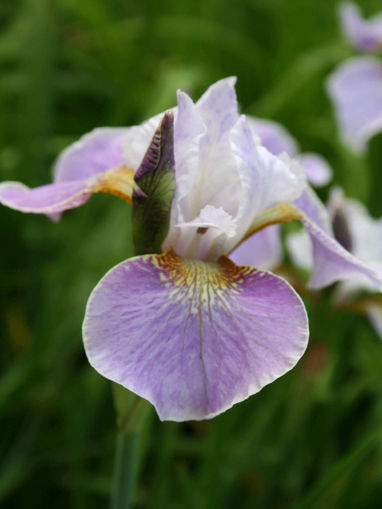 Afbeeldingen van Dance Ballerina Dance