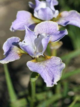 Toon details van Fourfold Lavender Afbeeldingen van Fourfold Lavender