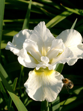Toon details van Harpswell Happiness Afbeeldingen van Harpswell Happiness