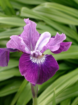 Toon details van Lady  Vanessa Afbeeldingen van Lady  Vanessa