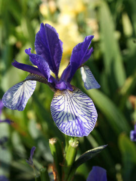 Toon details van Shrawley Afbeeldingen van Shrawley