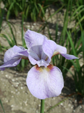 Toon details van Mesa Pearl Afbeeldingen van Mesa Pearl