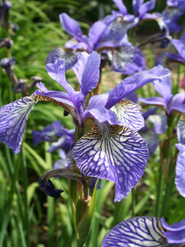 Toon details van Lowland Afbeeldingen van Lowland