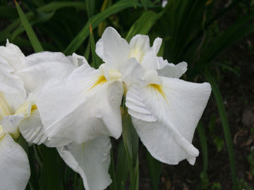 Toon details van Koyukiji Afbeeldingen van Koyukiji