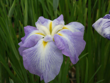 Toon details van Ocean Mist Afbeeldingen van Ocean Mist