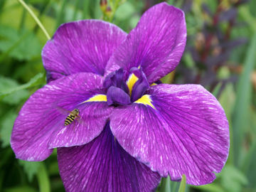 Toon details van Ol' Man River Afbeeldingen van Ol' Man River