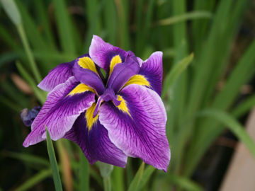 Toon details van Oriental Eyes Afbeeldingen van Oriental Eyes