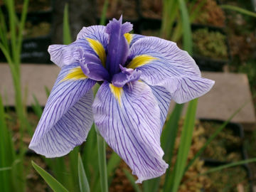 Toon details van Pin Stripe Afbeeldingen van Pin Stripe