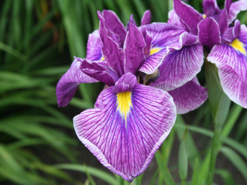 Toon details van Prairie Glory Afbeeldingen van Prairie Glory