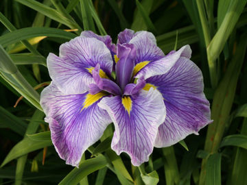 Toon details van Tsuyugumori Afbeeldingen van Tsuyugumori