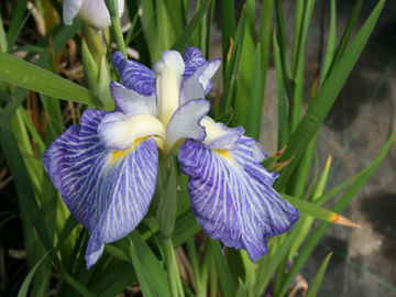 Toon details van Ogi No Mato Afbeeldingen van Ogi No Mato