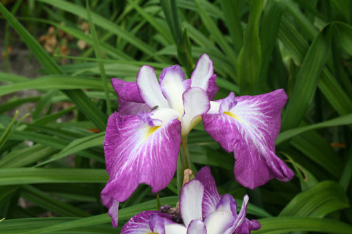 Afbeeldingen van Tantma No Sato