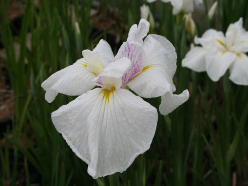 Afbeeldingen van Whippoorwill