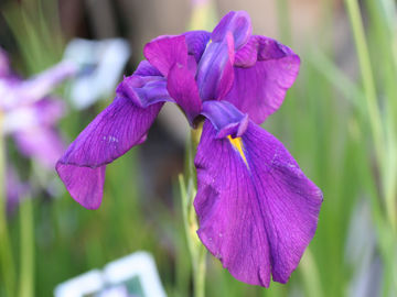 Toon details van Oase Afbeeldingen van Oase