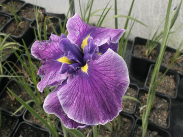 Toon details van Persian Rug Afbeeldingen van Persian Rug