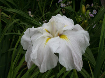 Toon details van Lavender Hint Afbeeldingen van Lavender Hint