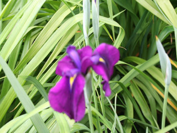 Toon details van Ensata Variegata Afbeeldingen van Ensata Variegata