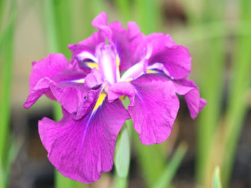 Toon details van Oni-Matsuri Afbeeldingen van Oni-Matsuri