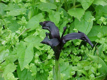 Toon details van Chrysogr.Black Night Afbeeldingen van Chrysogr.Black Night