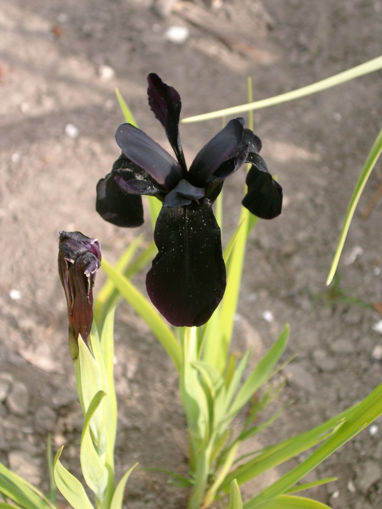Picture of Chrysogr. Black Form