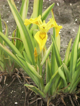 Toon details van Pseudacorus Variegata Afbeeldingen van Pseudacorus Variegata