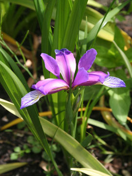 Toon details van Graminea Afbeeldingen van Graminea