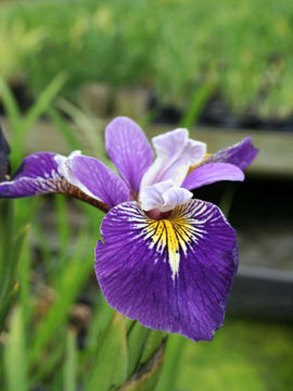 Toon details van Holden's Child Afbeeldingen van Holden's Child