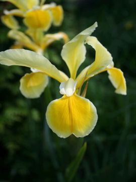 Toon details van Iris Orientalis Afbeeldingen van Iris Orientalis