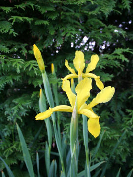 Toon details van Iris Crocea Afbeeldingen van Iris Crocea