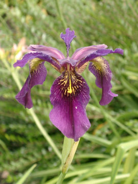 Toon details van Delavayi Afbeeldingen van Delavayi