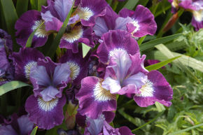 Afbeelding voor categorie Iris Sibirica
