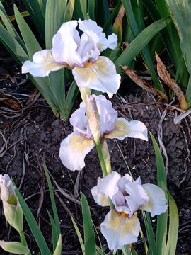 Toon details van Adirittura iris  ib  Adirittura, kwekerij joosten, iris, iris intermediar, nieuw