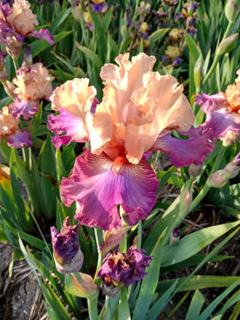 Toon details van Sparkling Charlotte Afbeeldingen van Sparkling Charlotte