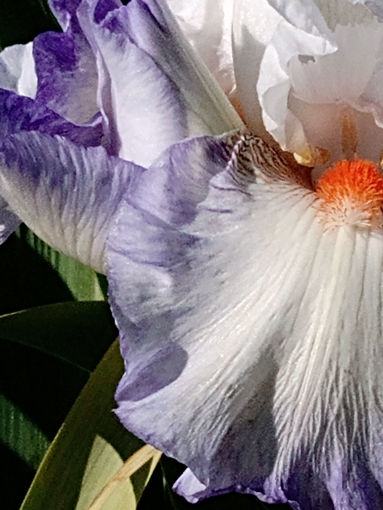 iris  reussite