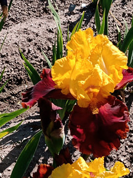 Toon details van Fiesta Time iris fiesta time, nieuw, kwekerij joosten