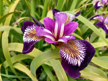 Toon details van Versicolor Mysterious Monique Afbeeldingen van Versicolor Mysterious Monique