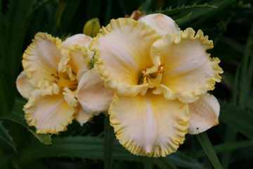 Toon details van Angelic Messenger Afbeeldingen van Angelic Messenger