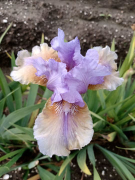 Toon details van Fast Forward Afbeeldingen van Fast Forward