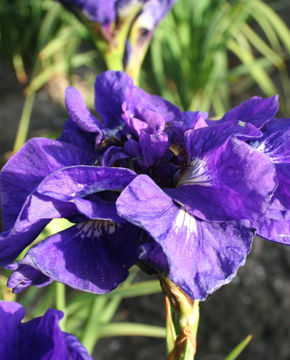 Toon details van Kaboom Afbeeldingen van Kaboom