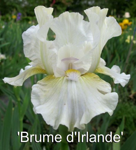 Afbeeldingen van Brume d'Irlande