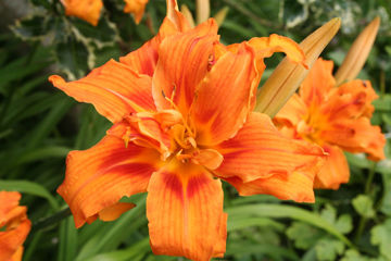 Toon details van Kwanso Afbeeldingen van Kwanso