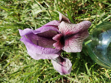 Toon details van Iris korolkowii Afbeeldingen van Iris korolkowii