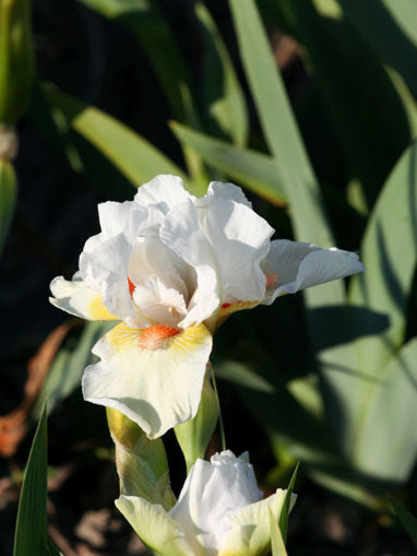 Afbeeldingen van Angel Heart