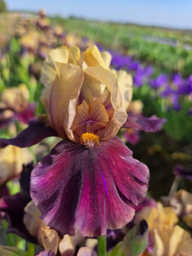 Toon details van Abenaki Afbeeldingen van Abenaki