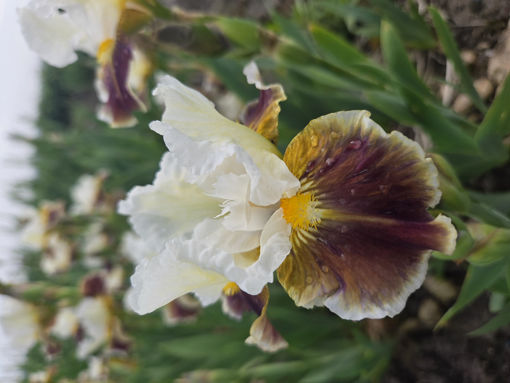 Afbeeldingen van Pookanilly