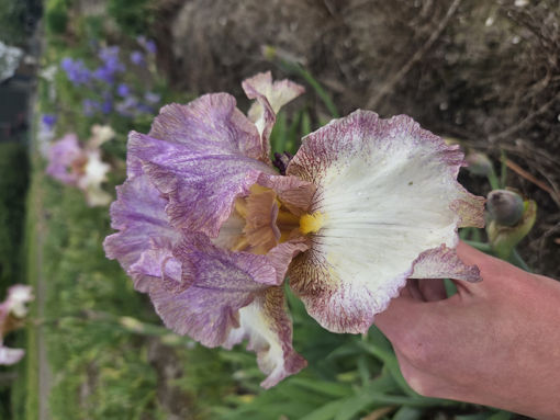 Afbeeldingen van North Ward Ho